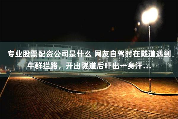 专业股票配资公司是什么 网友自驾时在隧道遇到牛群拦路，开出隧道后吓出一身汗…